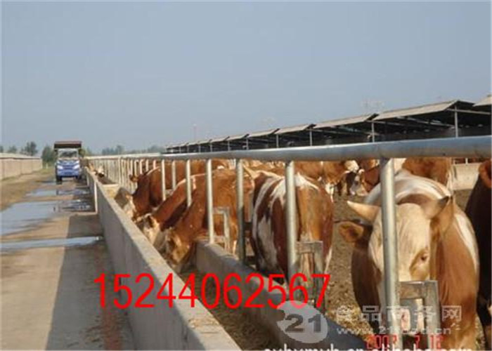 湘西州肉牛养牛补贴