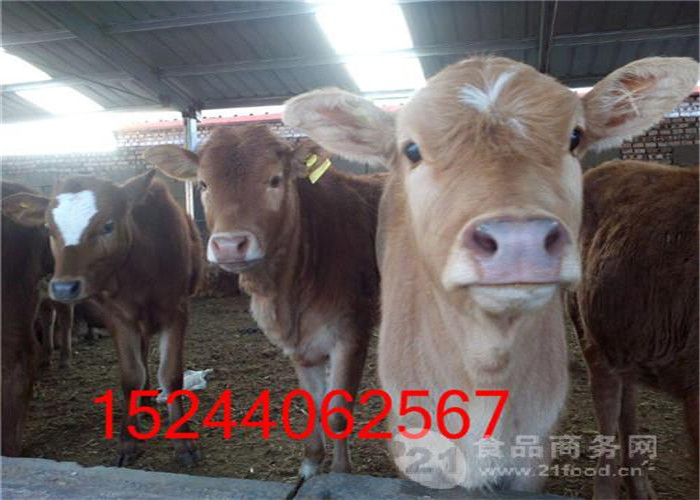 忻州肉牛牛犊售卖