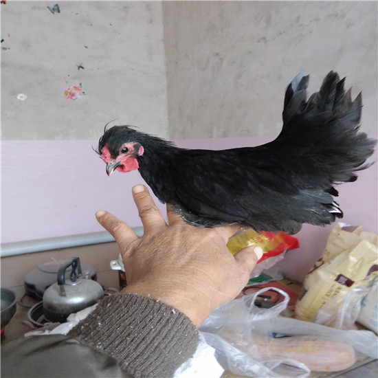 元宝鸡苗价格是多少养殖 元宝鸡价格