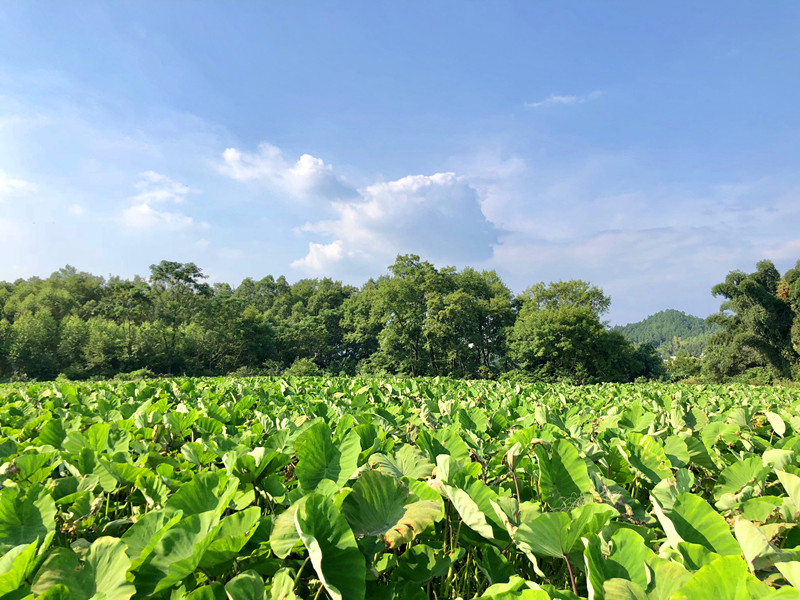 贺州寅记荔浦香芋800g个价格