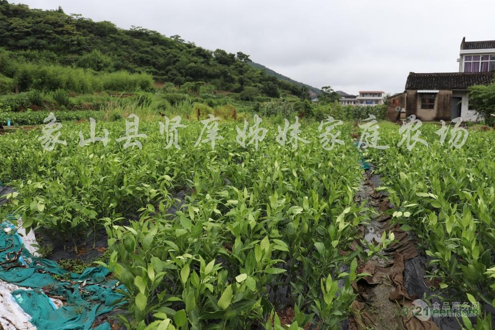 一年生甘平柑桔树苗浙江象山原产地直供