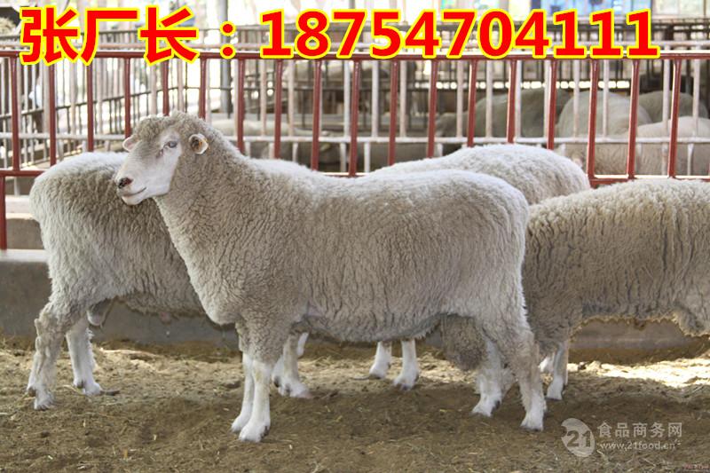 活羊价格今日羊价格表产肉量高* 疫苗齐全 包技术