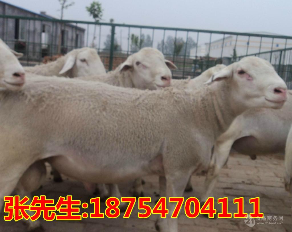 夏洛莱羊杜泊绵羊 纯种杜泊羊 现在白条羊价格 山东济宁-食品商务网