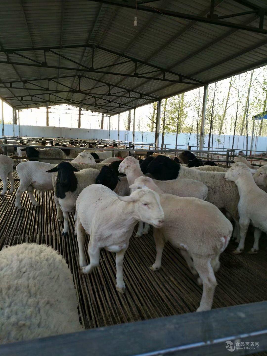 波尔山羊 纯种小尾寒羊价格澳洲白纯种公羊价格