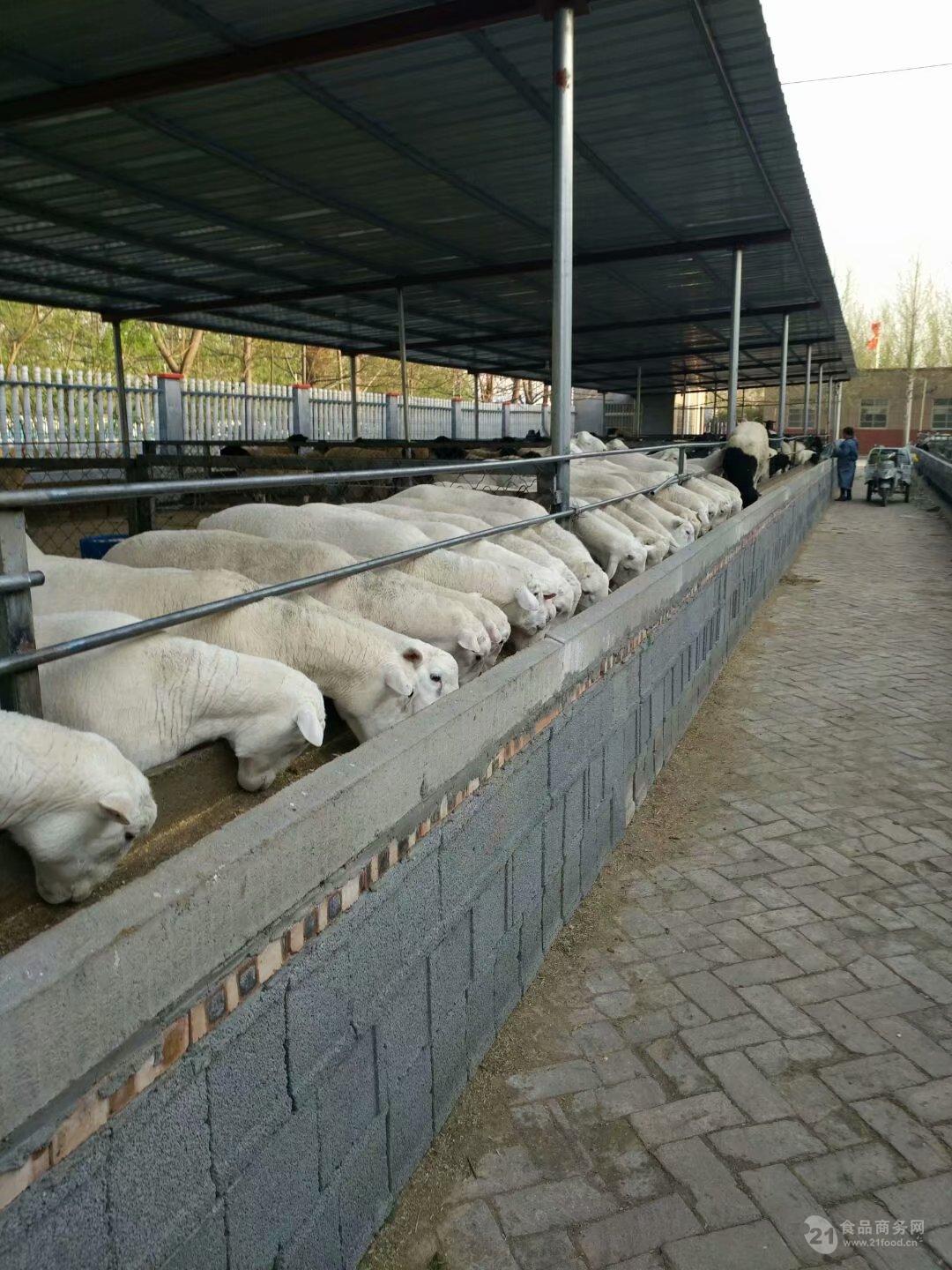 现代化养羊场 杜泊绵羊