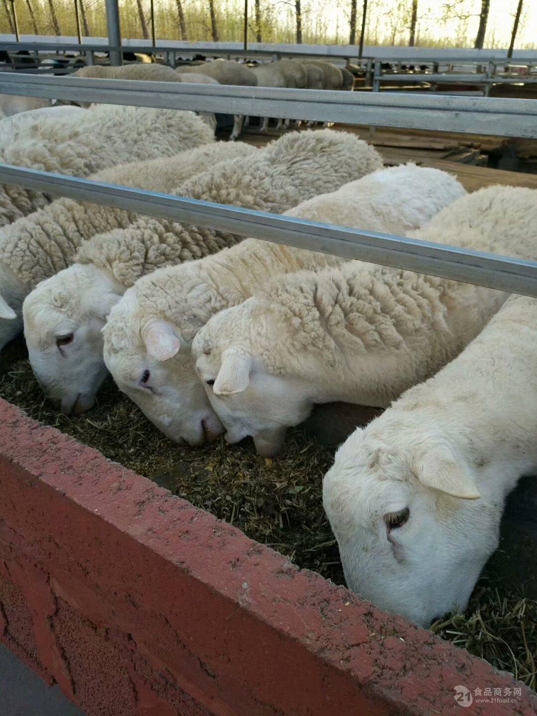杜泊绵羊母羊价格 杜泊绵羊养殖场