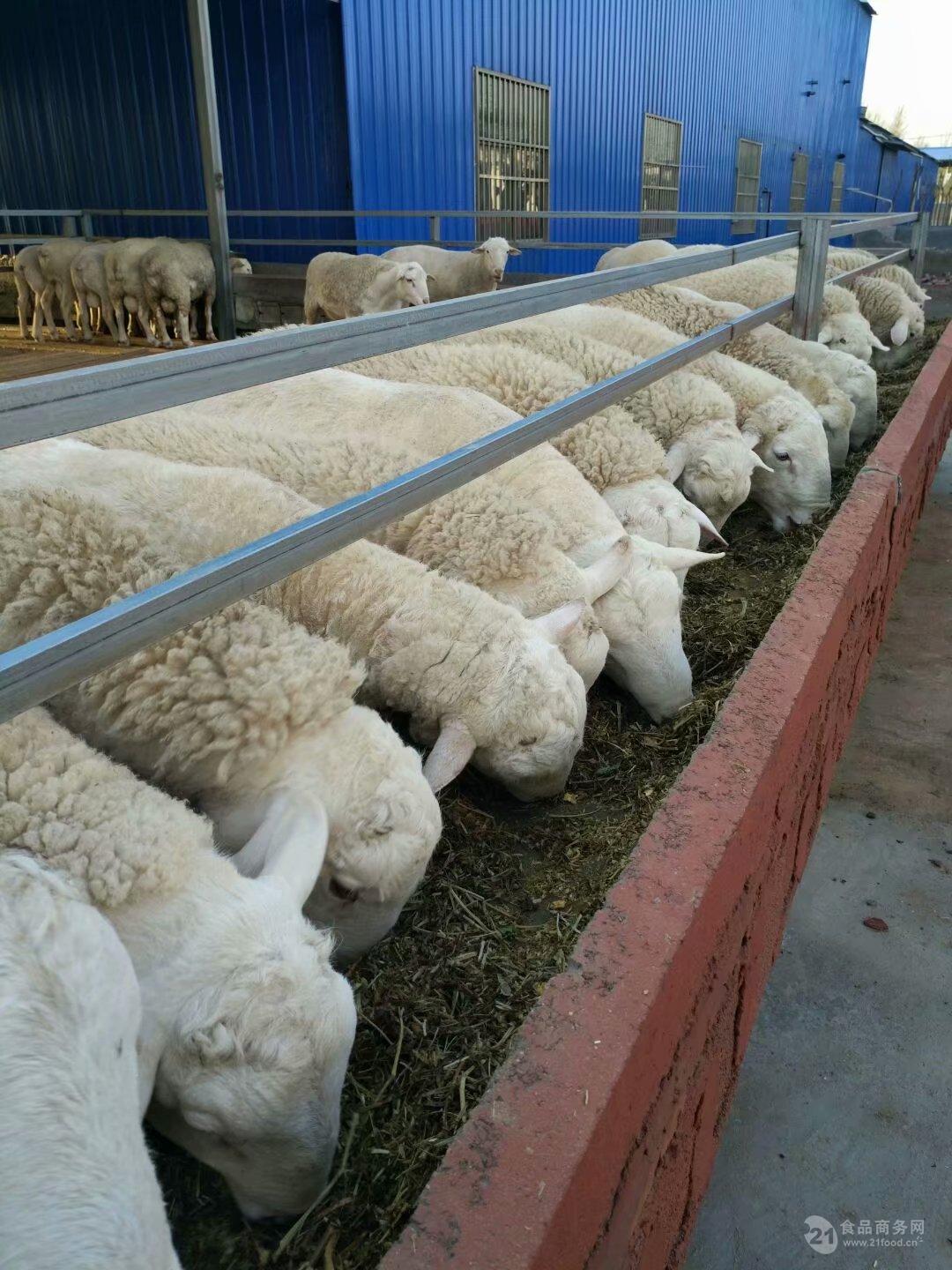 夏洛莱羊杜泊绵羊 纯种杜泊羊 现在白条羊价格