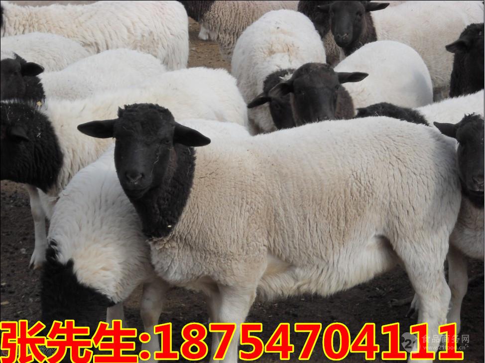 黑头羊图片 杜泊羊市场价格怀孕母羊种公羊活体黑山羊