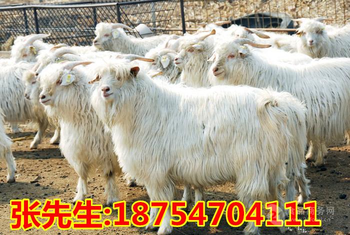 努比亚黑山羊苗价格 贵州努比亚黑山羊价格