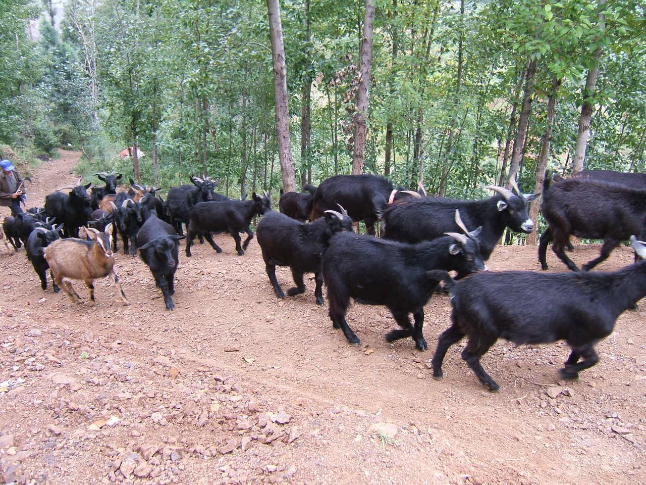 努比亚黑山羊养殖视频 努比亚山羊
