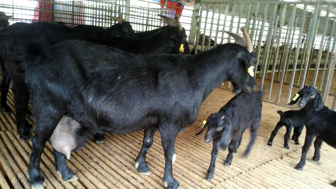 努比亚黑山羊苗价格 贵州努比亚黑山羊价格