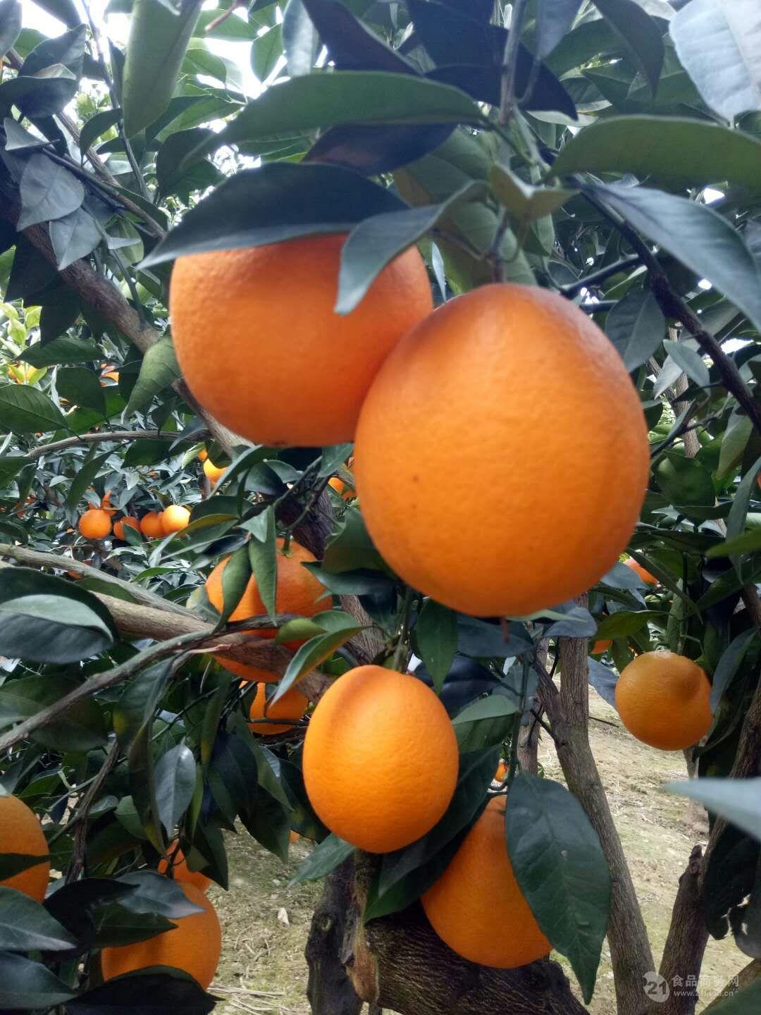 橙子摄影图__水果_生物世界_摄影图库_昵图网nipic.com
