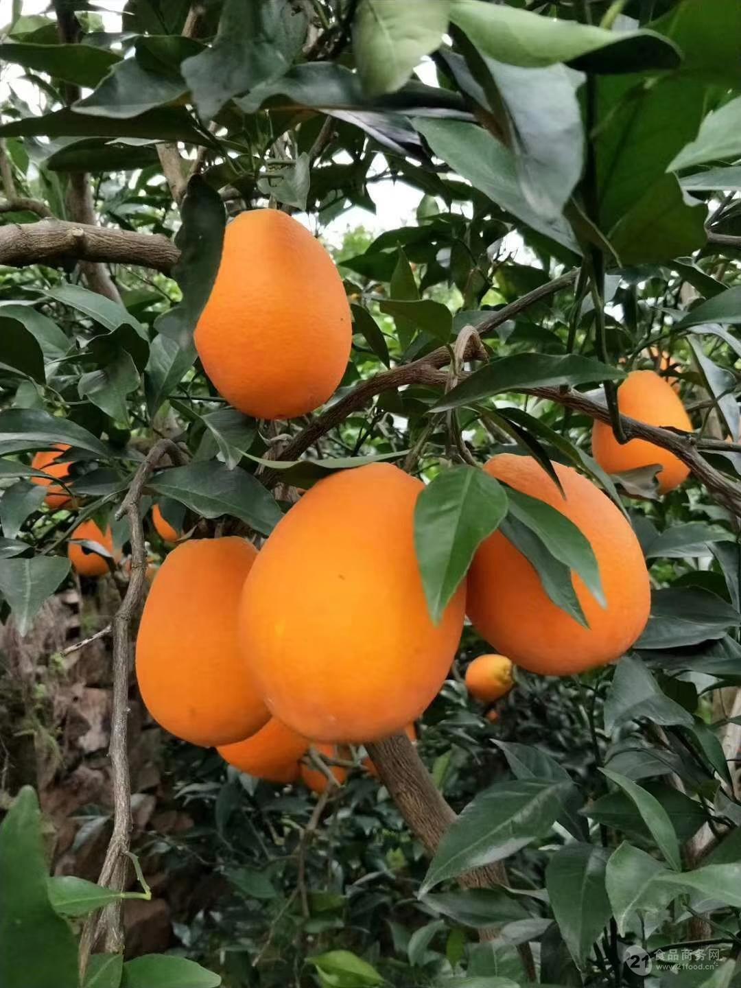 长红脐橙 - 四季鲜橙 - 中国脐橙之乡,秭归脐橙,脐橙,橙子 - 脐橙