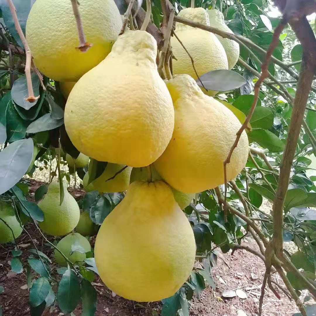 柚子的结构和特点(美味清火的水果)-安远脐橙