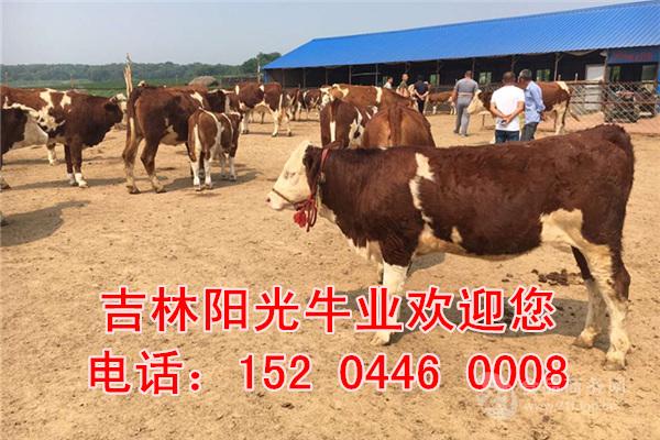 广东省300斤牛犊价格表