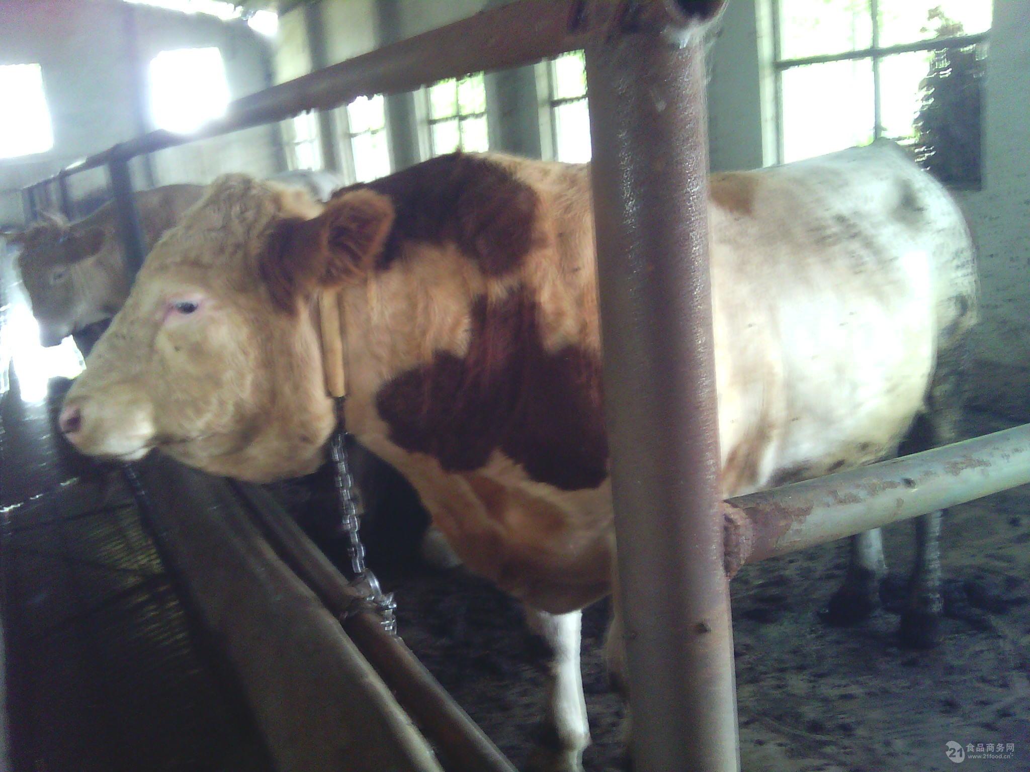 400斤左右小公牛犊价格 500斤公牛犊价格