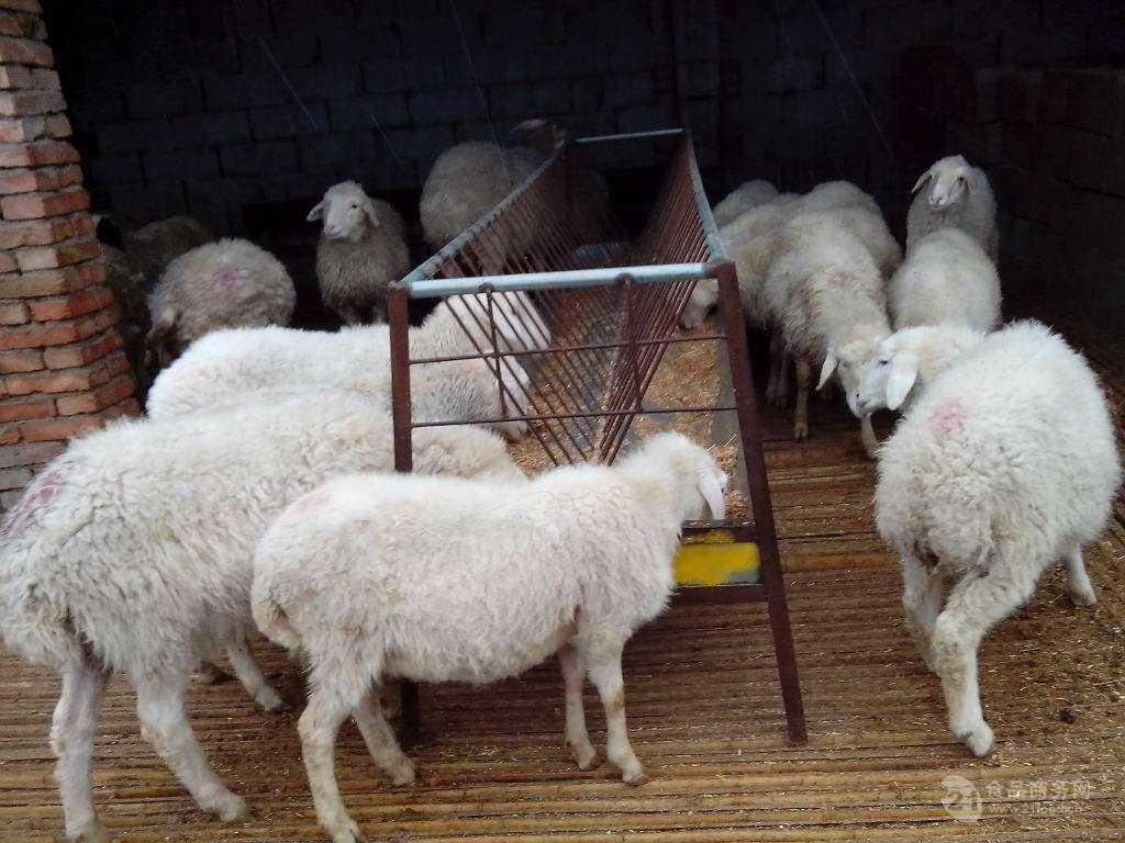 纯种小尾寒羊价格 纯种杜泊羊种公羊图片