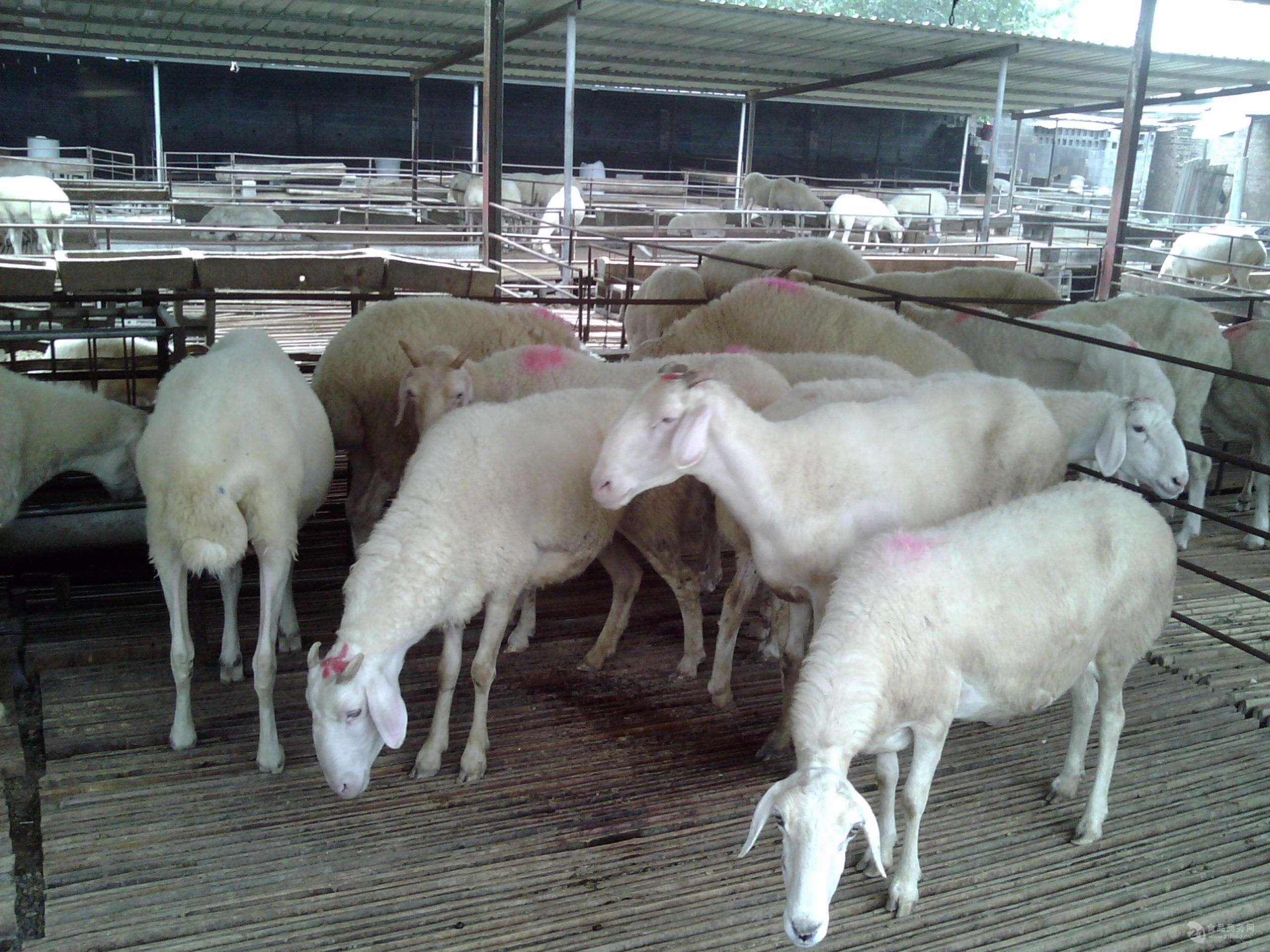 小尾寒羊100斤价格 今年小尾寒羊价格活苗羊羔种公羊小怀孕母羊羊