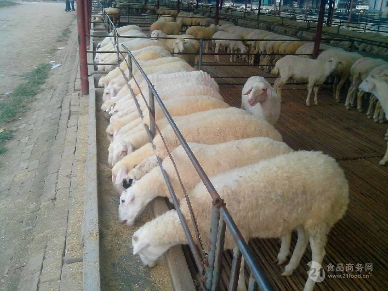 成年乌骨羊一只价格 散养改良母羊 澳洲白绵羊价格