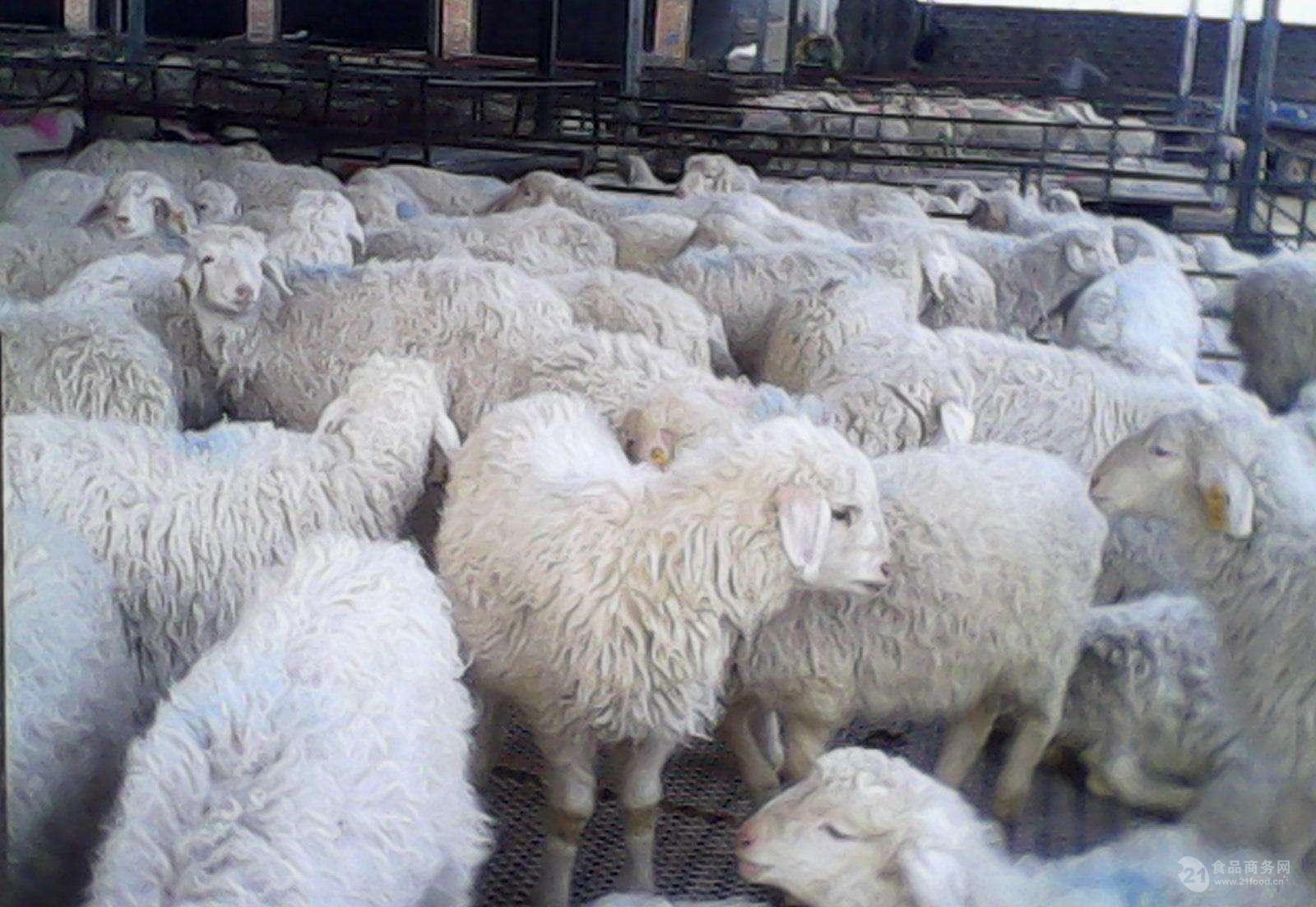 现在活羊 活羊市场价格