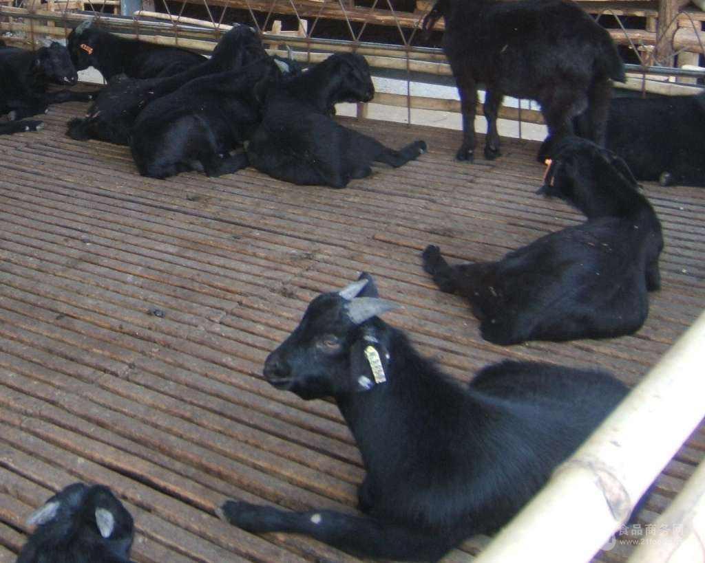 黑山羊养殖 纯种巨型努比亚黑山羊价格