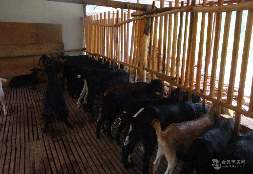 努比亚黑山羊养殖视频 努比亚黑山羊的价格