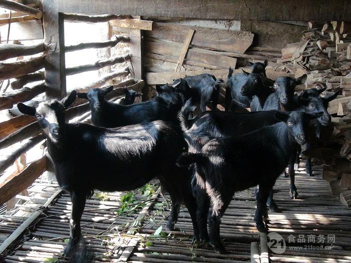 黑山羊养殖场 山羊价格