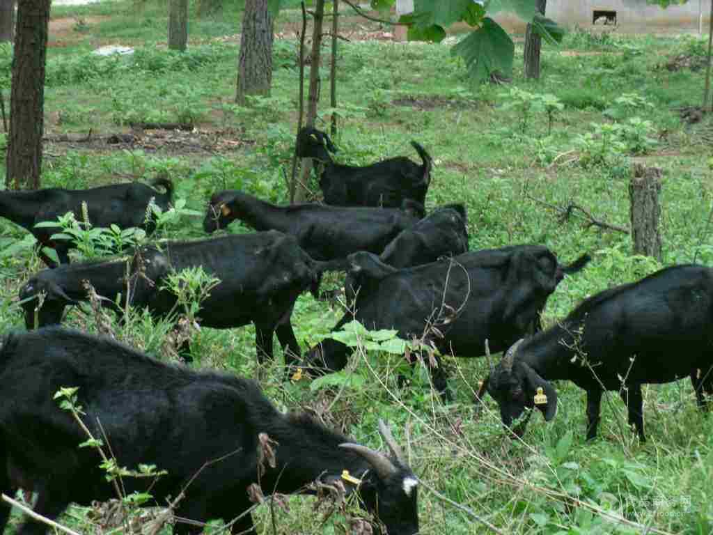 大姚努比亚黑山羊养殖 纯种努比亚山羊视频
