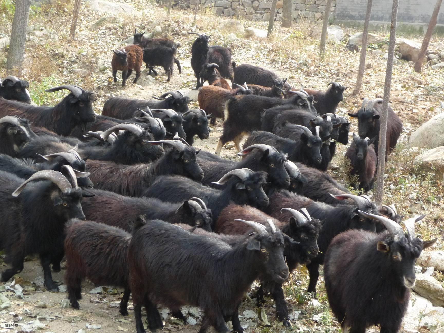 山东羊交易市场 现在山羊活羊价格