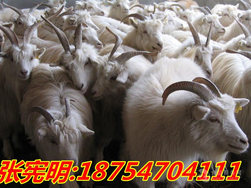 现代化养羊场图片 白山羊市场价格