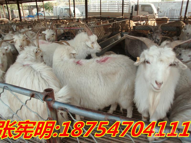 山羊价格 绵羊价格 40斤左右小羊的价格