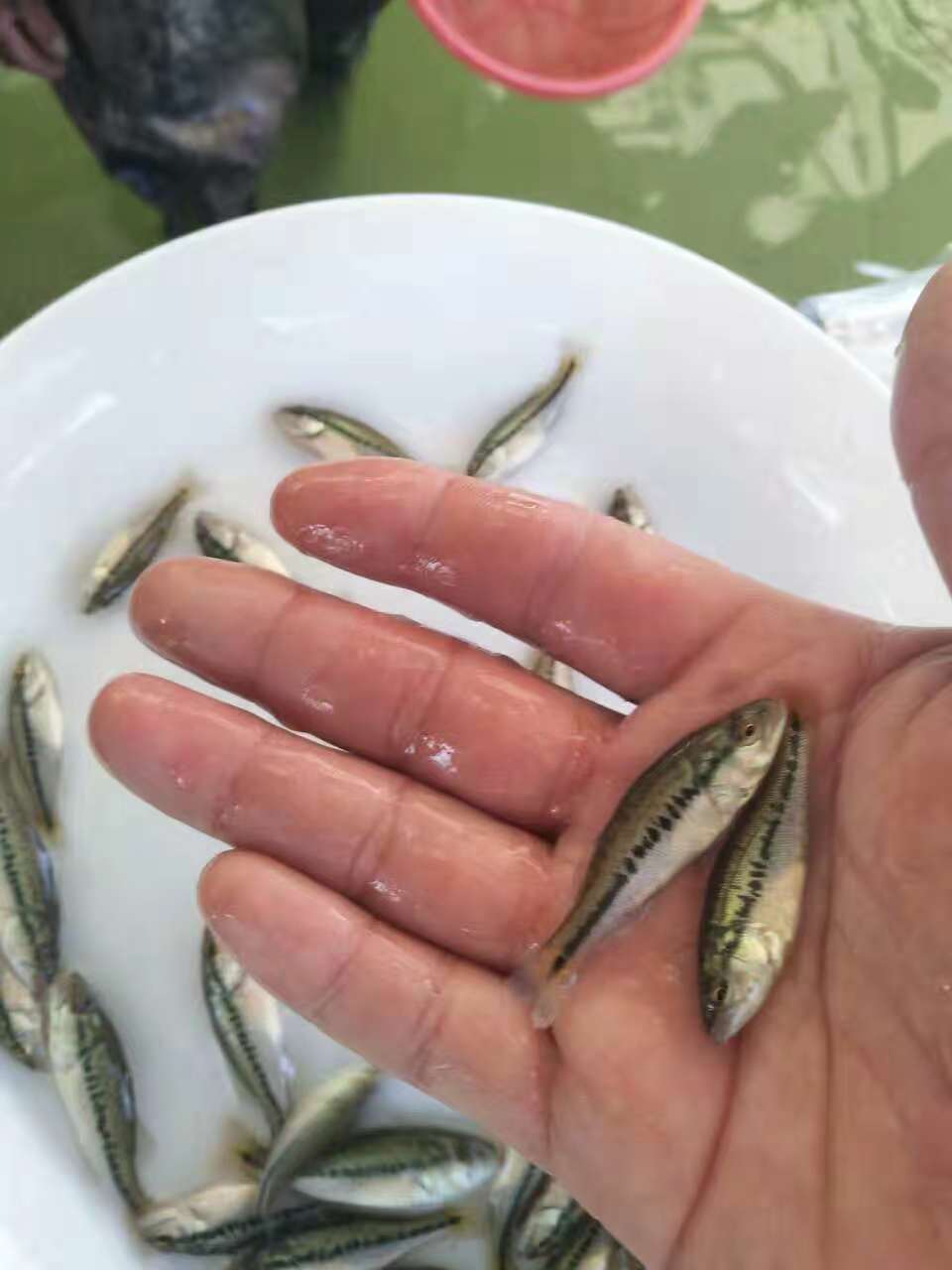 廣東加州鱸魚苗養殖技術淡水鱸魚苗馴化加州鱸魚苗養殖基地