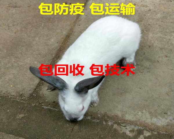 jlztyzc0948050GV.jpg