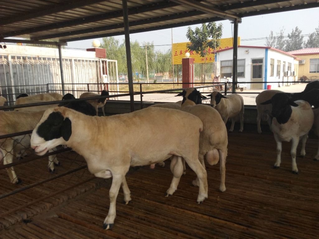 绵羊养殖杜泊种公羊 白山羊市场价