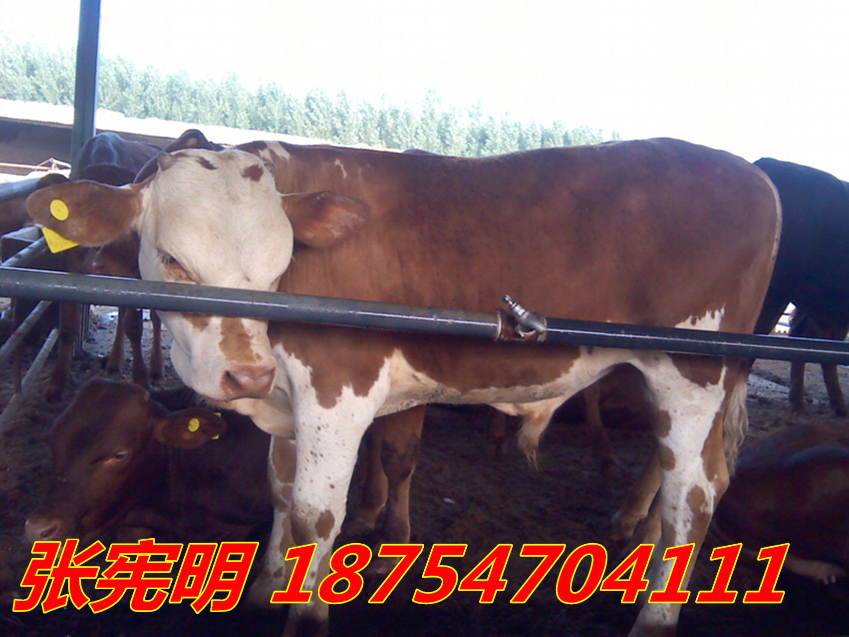西门塔尔牛犊 300斤西门塔尔牛犊价格
