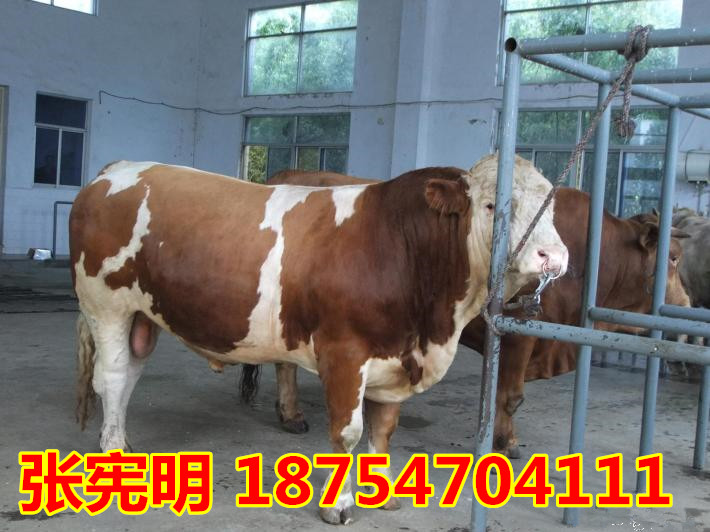 牛苗养殖基地 300斤黄牛苗价格300斤小黄牛苗价格