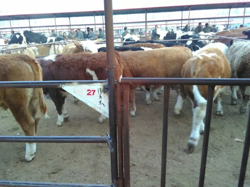 肉牛小牛犊 育肥肉牛牛犊400斤的黄牛幼牛苗价格