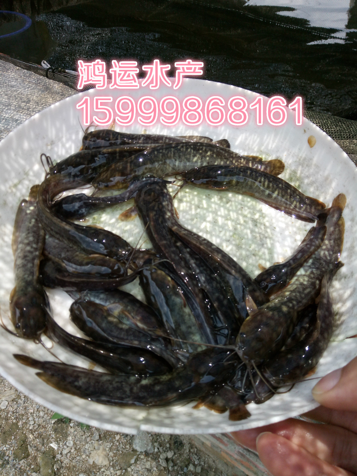 東莞本地塘鯴魚苗,雜交黑魚苗,東莞魚苗批發基地