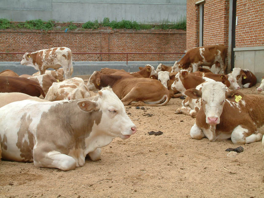 小肉牛出售 现在肉牛300斤牛犊价格表
