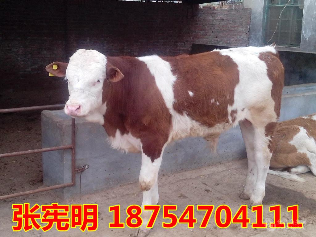 现在肉牛肉牛种苗400斤左右小牛犊价格