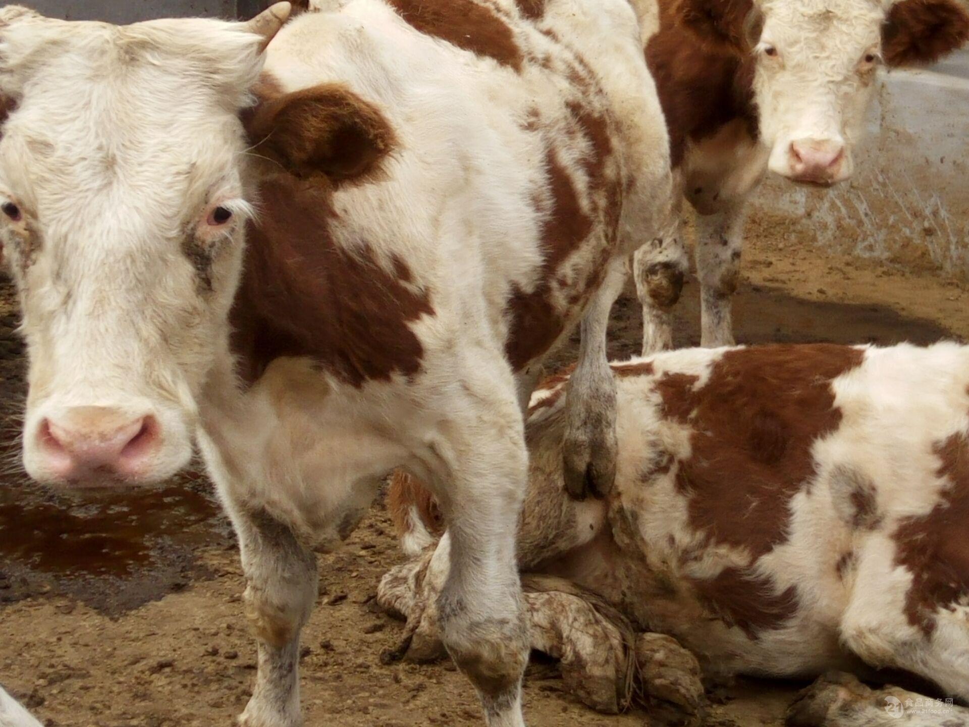 活肉牛价格四个月黄牛苗出售 肉牛价格