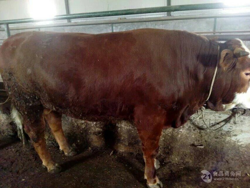 一头大牛 现在一头肉牛 鲁西黄牛牛犊300斤价格