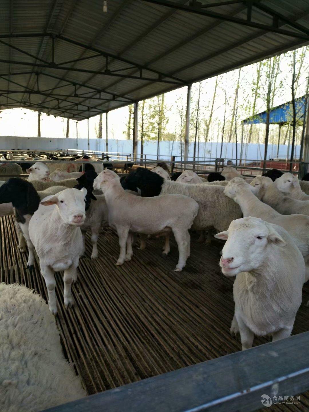 夏洛莱羊种羊价格 五个月的杜柏羊 黑头杜泊绵羊价格