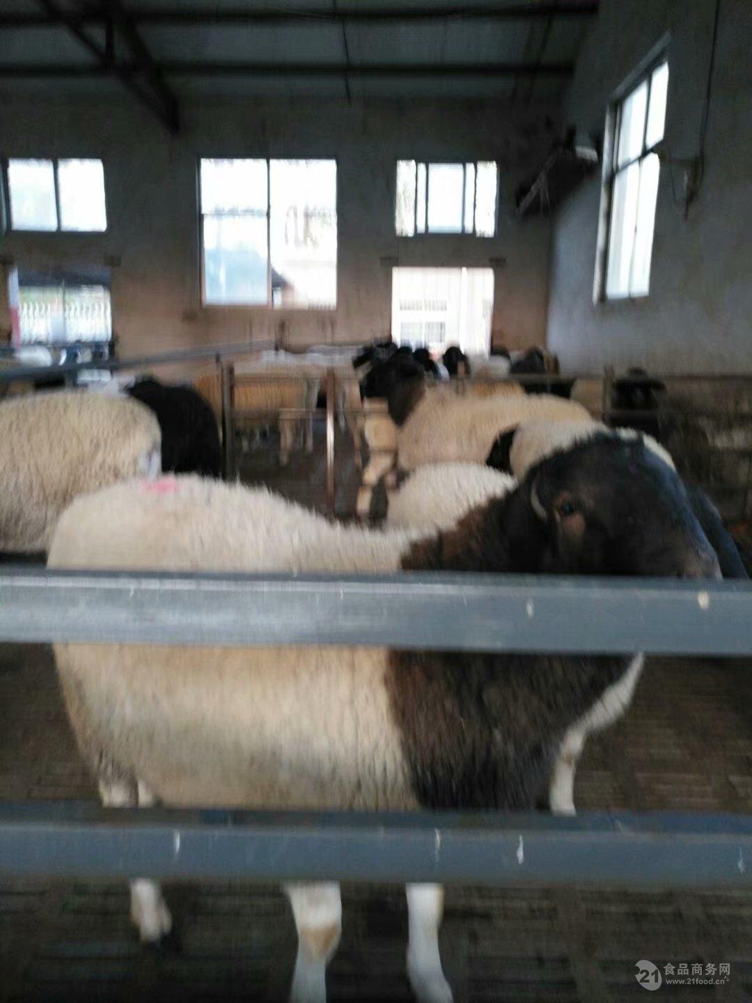 黑头杜泊羊价格 供应杜泊羊种羊 纯种黑头杜泊羊图片