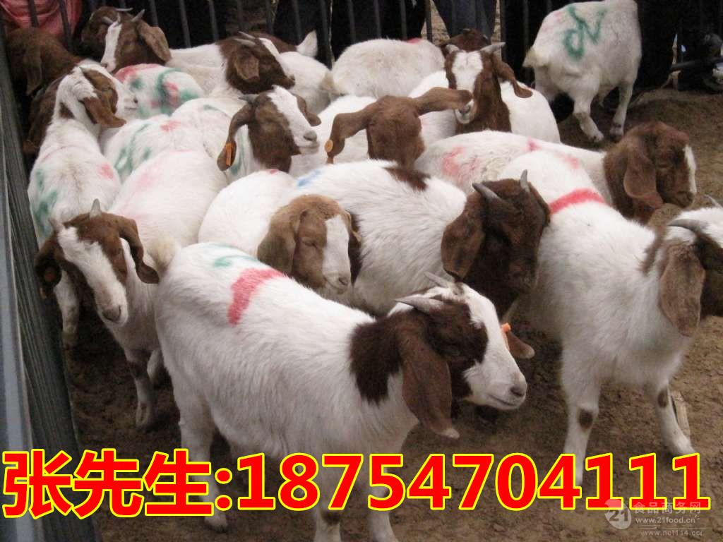 30斤的波尔山羊 波尔山羊肉羊价格