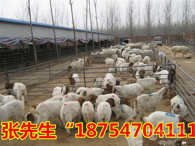 波尔山羊小羊价格 50只波尔山羊