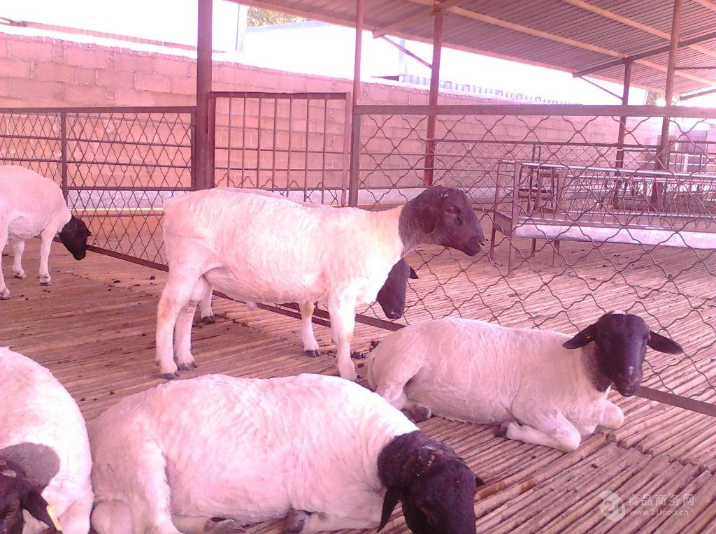 济宁青山羊价格 萨能黑山羊羊苗市场价