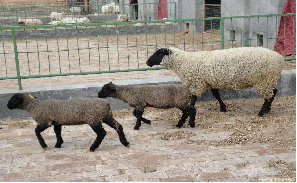 活山羊价格 萨能黑山羊种羊场