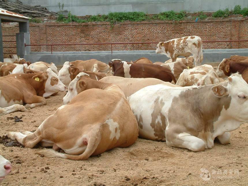 肉牛牛犢 現(xiàn)在小黃牛400斤小母牛牛犢價格