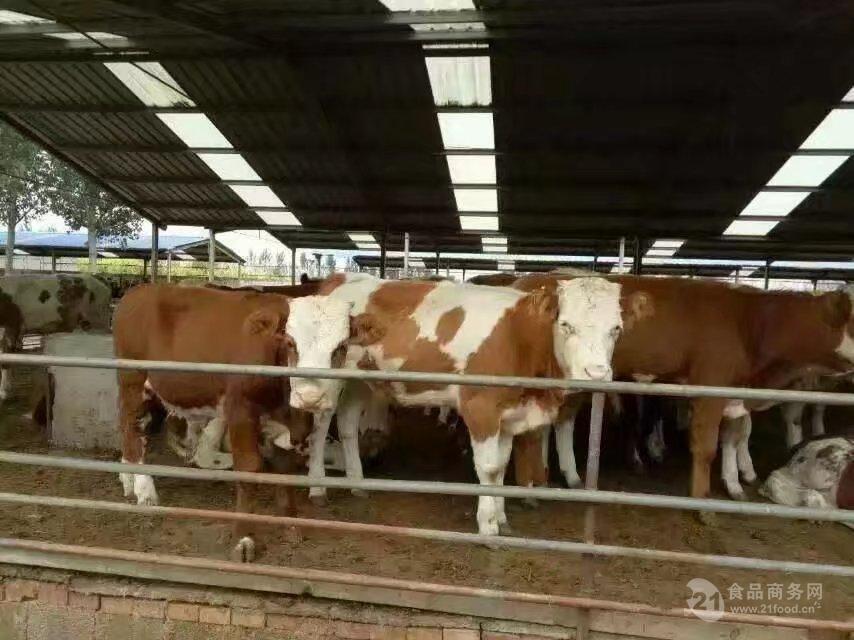 肉牛價格 西門塔爾牛犢子價格